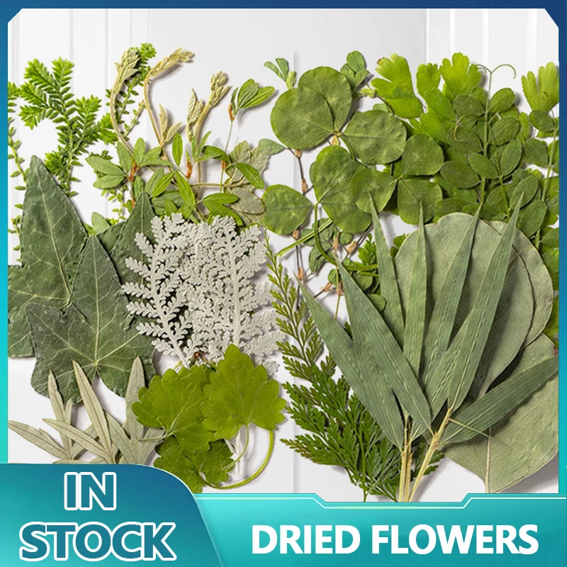 Natural Dried Leaves Flowers Green Plants DIY Crystal Epoxy Resin Coaster Dried Flowers For Resin Jewellery Handicraft Materials
Natural Dried Leaves Flowers Green Plants DIY Crystal Epoxy Resin Coaster Dried Flowers For Resin Jewellery Handicraft Materials