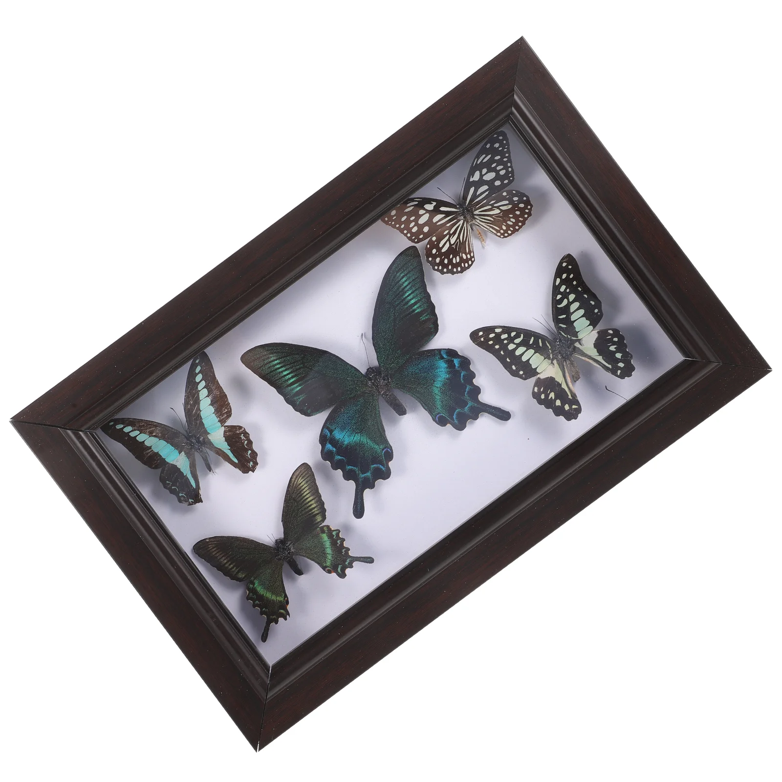 Framed Butterfly Taxidermy Shadow Box Butterfly Specimen Unique Collectible Entomology Lover Gift Home Studio Wall
Framed Butterfly Taxidermy Shadow Box Butterfly Specimen Unique Collectible Entomology Lover Gift Home Studio Wall
