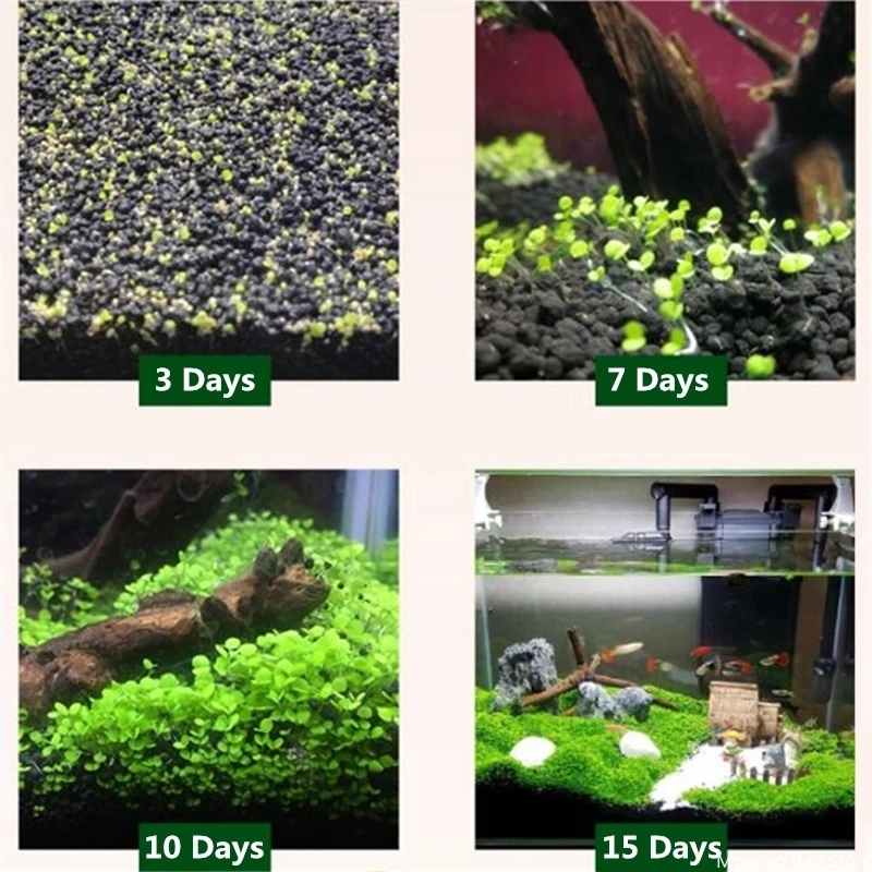 Fish tank decoration Aquarium plants decoration Quick landscaping aquatic aeration and fish breeding Free shipping fast delivery
Fish tank decoration Aquarium plants decoration Quick landscaping aquatic aeration and fish breeding Free shipping fast delivery