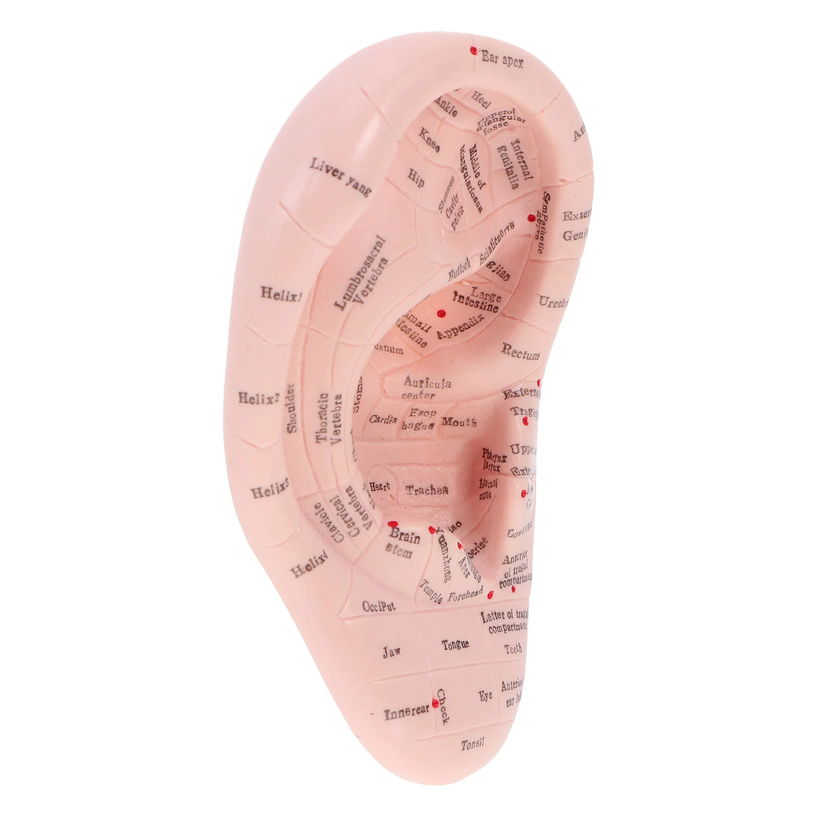 Ear Model Tool Mold Kit Lettering Teaching Acupoint Paste Soft Vaccaria Press Chinese Learning Stickers Auricular Needle Anatomy
Ear Model Tool Mold Kit Lettering Teaching Acupoint Paste Soft Vaccaria Press Chinese Learning Stickers Auricular Needle Anatomy