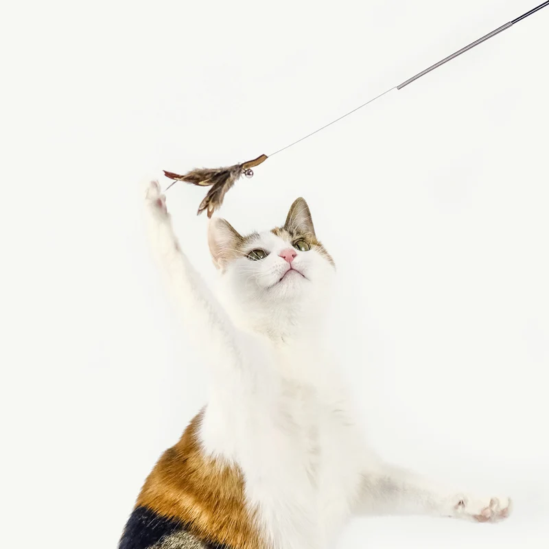 Flying Butterfly Racing Grade Funny Cat Stick Wire Feather Photo New Toy Mouse Bell Supplies
Flying Butterfly Racing Grade Funny Cat Stick Wire Feather Photo New Toy Mouse Bell Supplies
