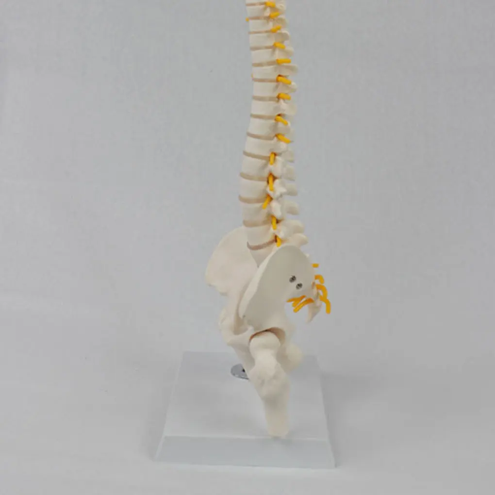 Spinal Model Human Lumbar Flexible Teaching Vertebral Skeleton Hanging Adult Tool Training Posture Accessories
Spinal Model Human Lumbar Flexible Teaching Vertebral Skeleton Hanging Adult Tool Training Posture Accessories