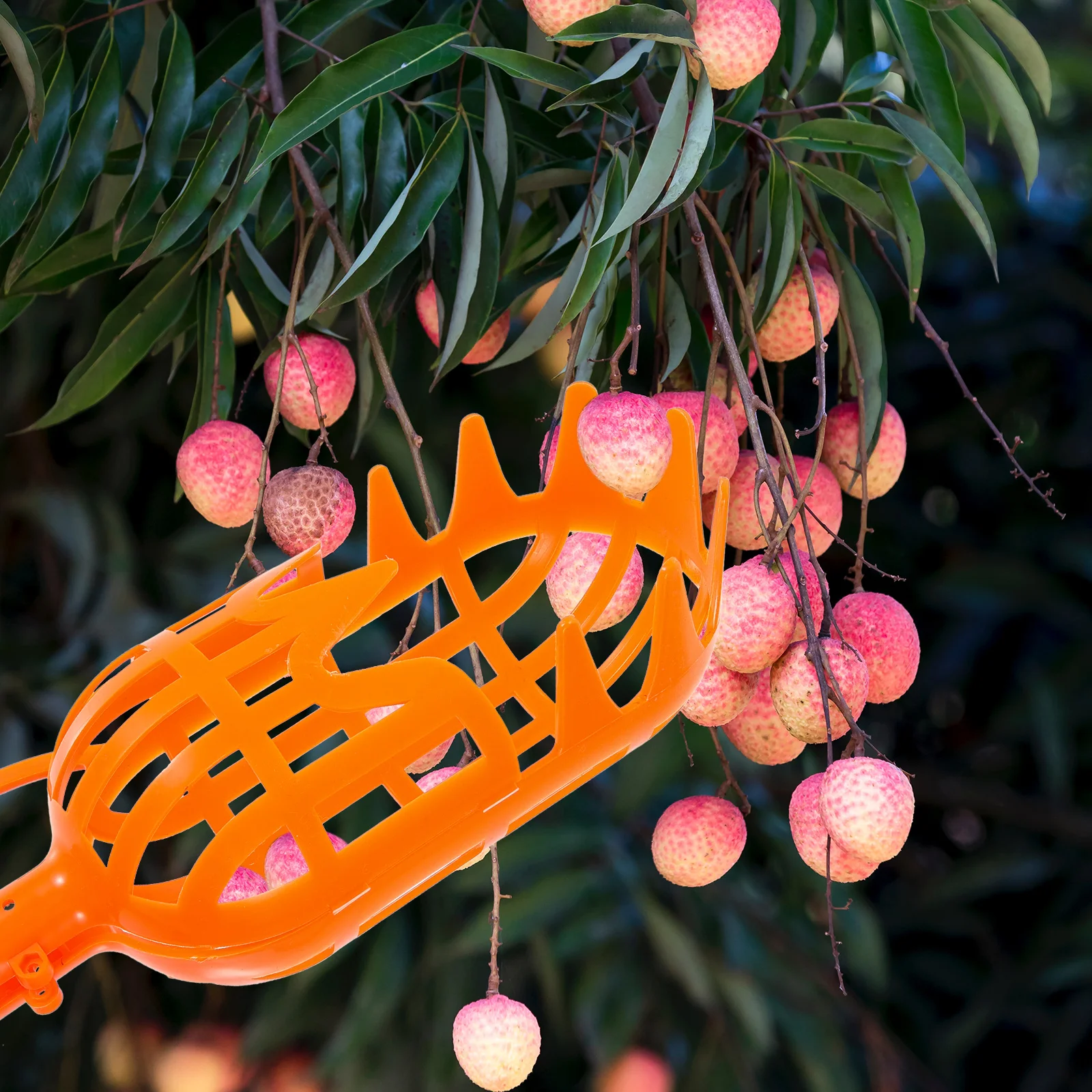 2 PCS Fruit Picker Fruits Waxberry Harvester Bayberry Gardening Tool Farm Plastic Picking Persimmon
2 PCS Fruit Picker Fruits Waxberry Harvester Bayberry Gardening Tool Farm Plastic Picking Persimmon