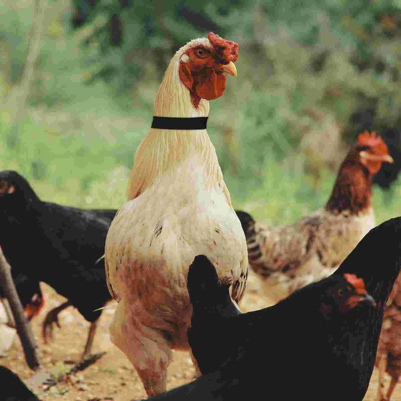 8pcs Collar Rooster Neckband Rooster Anti Crowing Device Rooster Neck Rings Rooster Anti-hook Collar
8pcs Collar Rooster Neckband Rooster Anti Crowing Device Rooster Neck Rings Rooster Anti-hook Collar