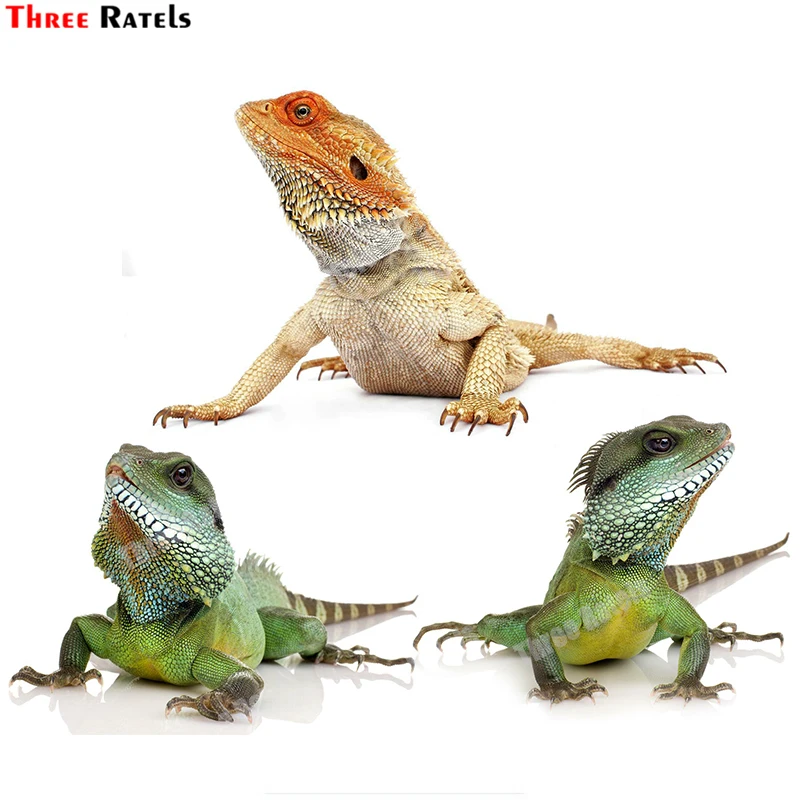 Three Ratels B682 Lizard Pet Sticker For Wall Decor Various Size Anime Animal School Scientific Knowledge Propagation Decals
Three Ratels B682 Lizard Pet Sticker For Wall Decor Various Size Anime Animal School Scientific Knowledge Propagation Decals