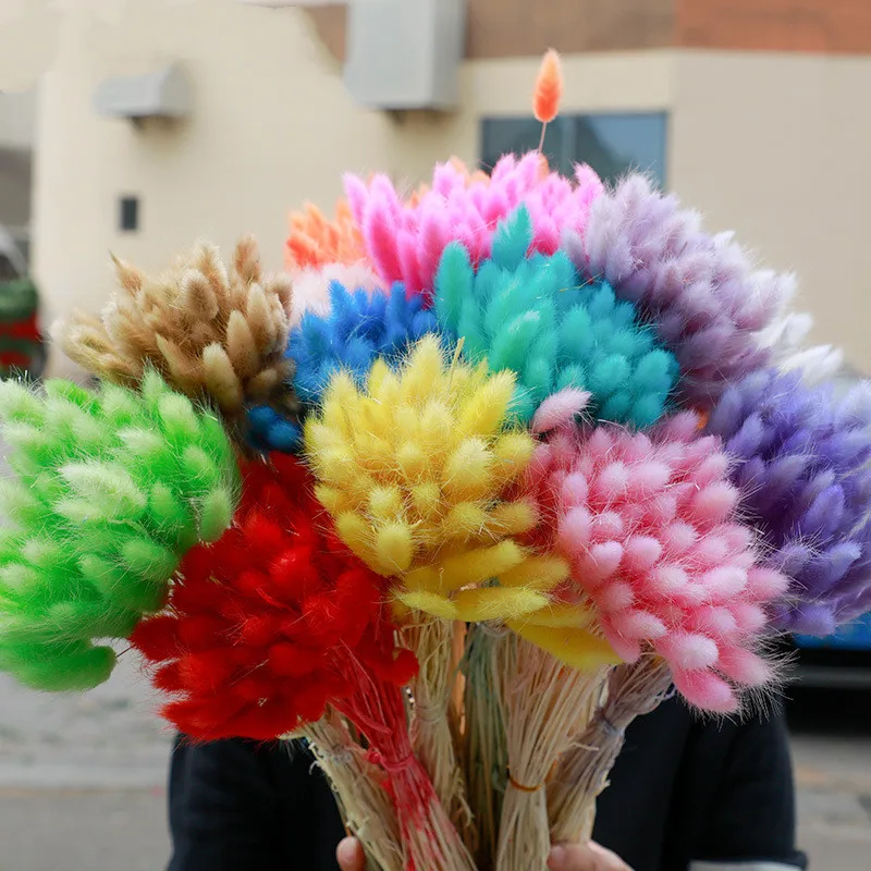 20PC Dried Flowers Mini Pampas Bunny Tails Dried Flowers DIY Nordic Style Mariage Boheme Home Bedroom Decor Party Decoration 
20PC Dried Flowers Mini Pampas Bunny Tails Dried Flowers DIY Nordic Style Mariage Boheme Home Bedroom Decor Party Decoration