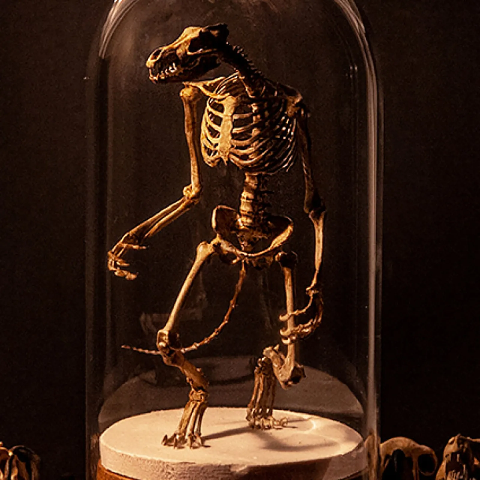 Wendigo Skeleton Curiosity Cabinet Mysterious Skeleton Fossil Simulation Skull Model Glass Cover Crafts Desk Figurine Home Decor
Wendigo Skeleton Curiosity Cabinet Mysterious Skeleton Fossil Simulation Skull Model Glass Cover Crafts Desk Figurine Home Decor