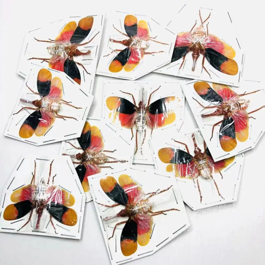 Wax cicada pyrops detanii real insect beetle specimen photography handicraft art collection home decore
Wax cicada pyrops detanii real insect beetle specimen photography handicraft art collection home decore