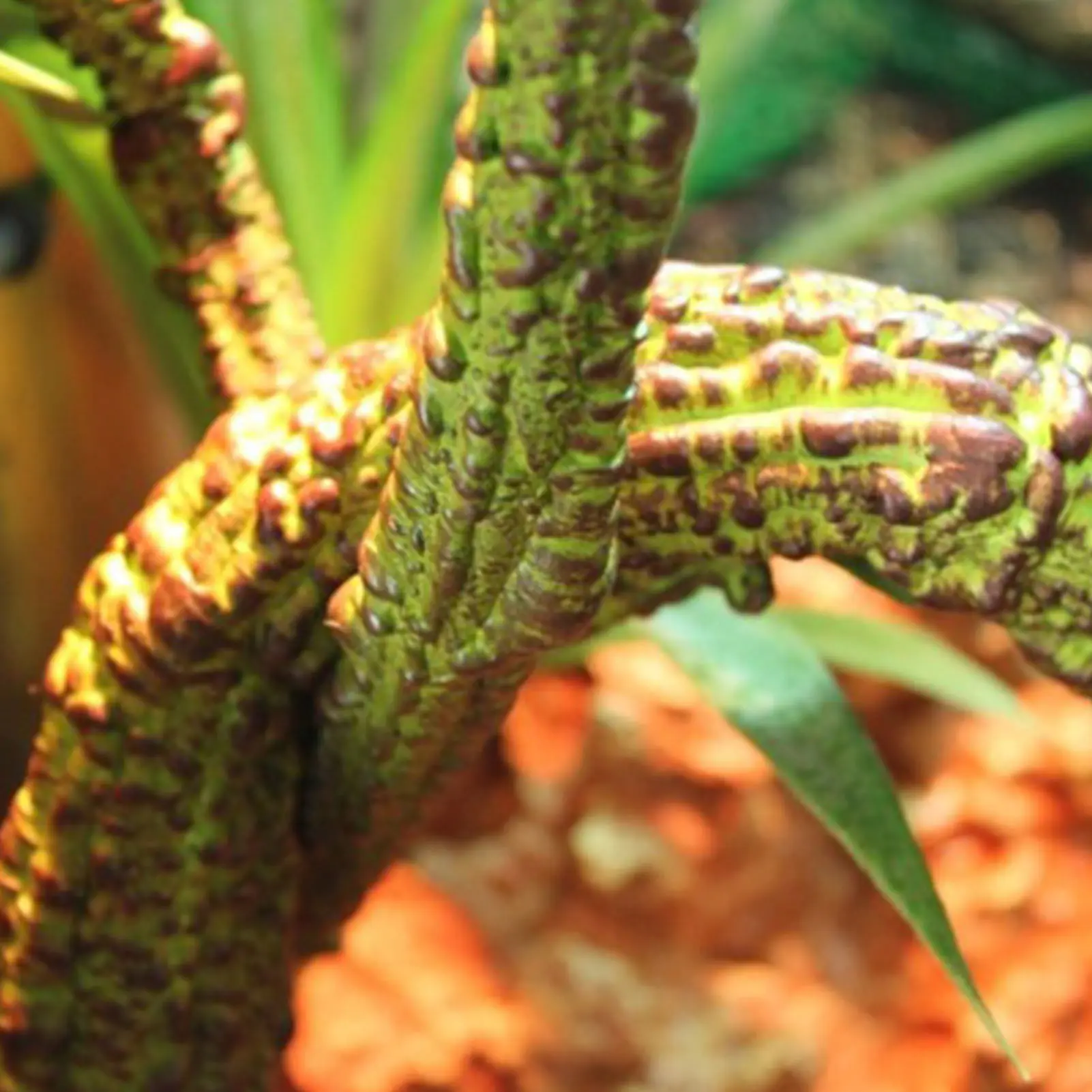 Reptile Lizard Habitat Decor Reptile Ing Plants For Terrarium Artificial Rainforest Pet Habitat Decor Climbing Vines And Plants
Reptile Lizard Habitat Decor Reptile Ing Plants For Terrarium Artificial Rainforest Pet Habitat Decor Climbing Vines And Plants