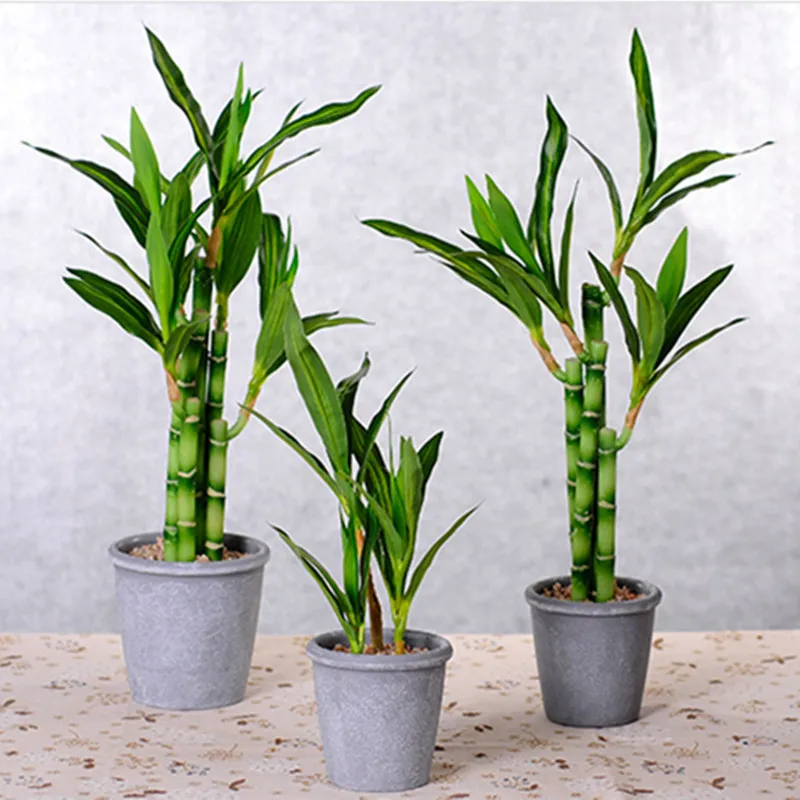 40cm rFtificial Lucky Bamboo Succulent Fake Plant Flower Green Potted Garden Outdoor Dining Table Fish Tank Home Decoration
40cm rFtificial Lucky Bamboo Succulent Fake Plant Flower Green Potted Garden Outdoor Dining Table Fish Tank Home Decoration