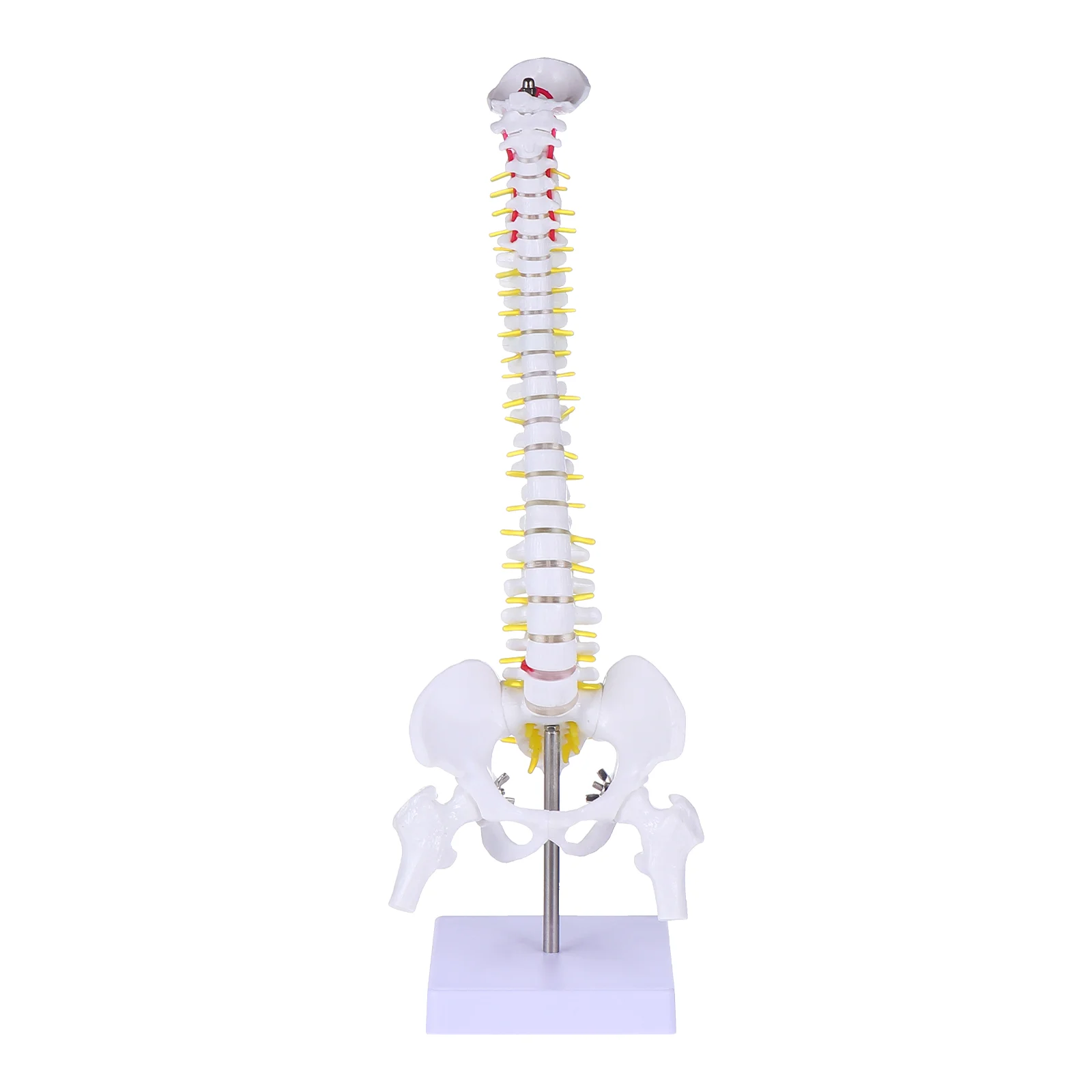 Spine Model PVC Medical Anatomy Training Tailbone Nerves Mannequin 
Spine Model PVC Medical Anatomy Training Tailbone Nerves Mannequin