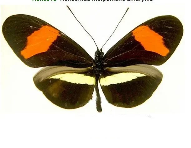 Набор настоящих бабочек и крыльев бабочек
Набор настоящих бабочек и крыльев бабочек