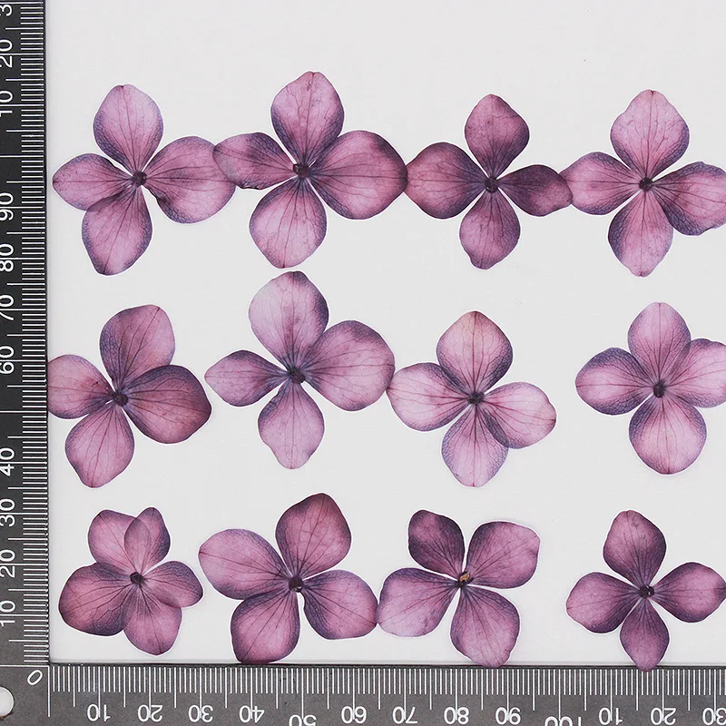 60pcs Pressed Dried Dyed Purple Macrophylla Flower Plants Herbarium For Jewelry Phone Case Bookmark Postcard Candle Craft 
60pcs Pressed Dried Dyed Purple Macrophylla Flower Plants Herbarium For Jewelry Phone Case Bookmark Postcard Candle Craft