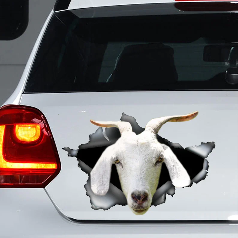 Kiko goat car decal, Kiko goat magnet, Kiko goat car sticker, goat decal, farm decal
Kiko goat car decal, Kiko goat magnet, Kiko goat car sticker, goat decal, farm decal
