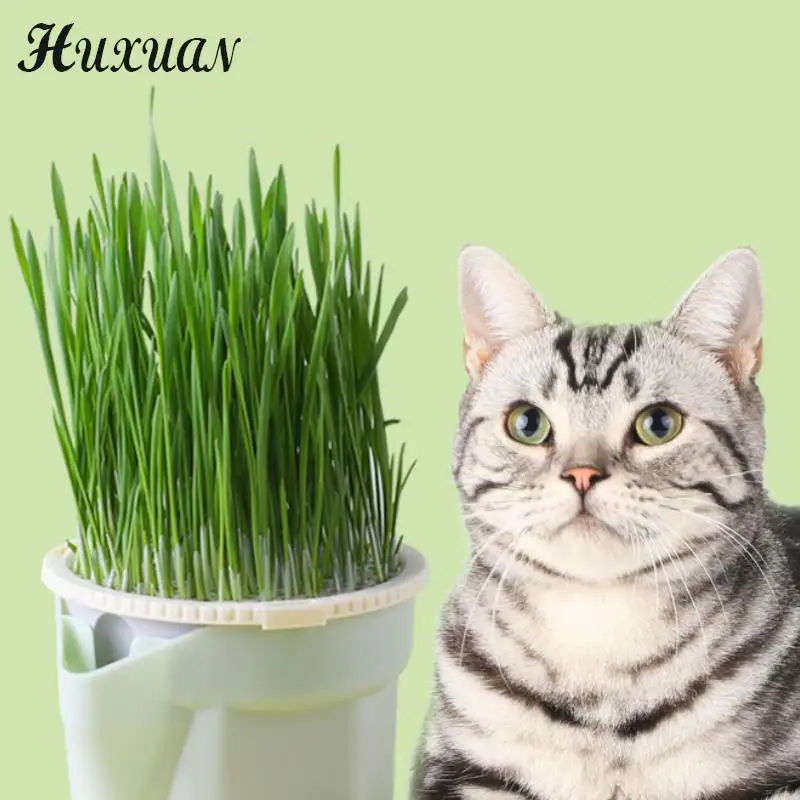 Cat Snack Cat Mint Planting Hydroponic Box Cat Grass Pot Color Contrast Hydroponic Cat Grass Box Det Cat Grass Planting Bowl
Cat Snack Cat Mint Planting Hydroponic Box Cat Grass Pot Color Contrast Hydroponic Cat Grass Box Det Cat Grass Planting Bowl