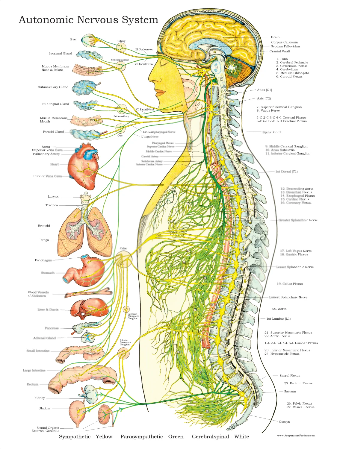 Autonomic Nervous System Print Art Canvas Poster For Living Room Decoration Home Wall Picture
Autonomic Nervous System Print Art Canvas Poster For Living Room Decoration Home Wall Picture