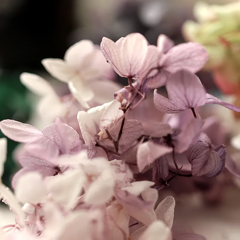 Конусные свечи гортензии, украшающие Натуральные сушеные цветы иммортизированных товаров для дома и комфортного украшения стены или стола
Конусные свечи гортензии, украшающие Натуральные сушеные цветы иммортизированных товаров для дома и комфортного украшения стены или стола