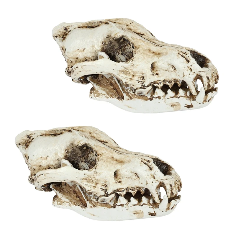 

2X Creative Resin Jackal Skull Replica Replica Teaching Skeleton Model Wolf Skull Decor