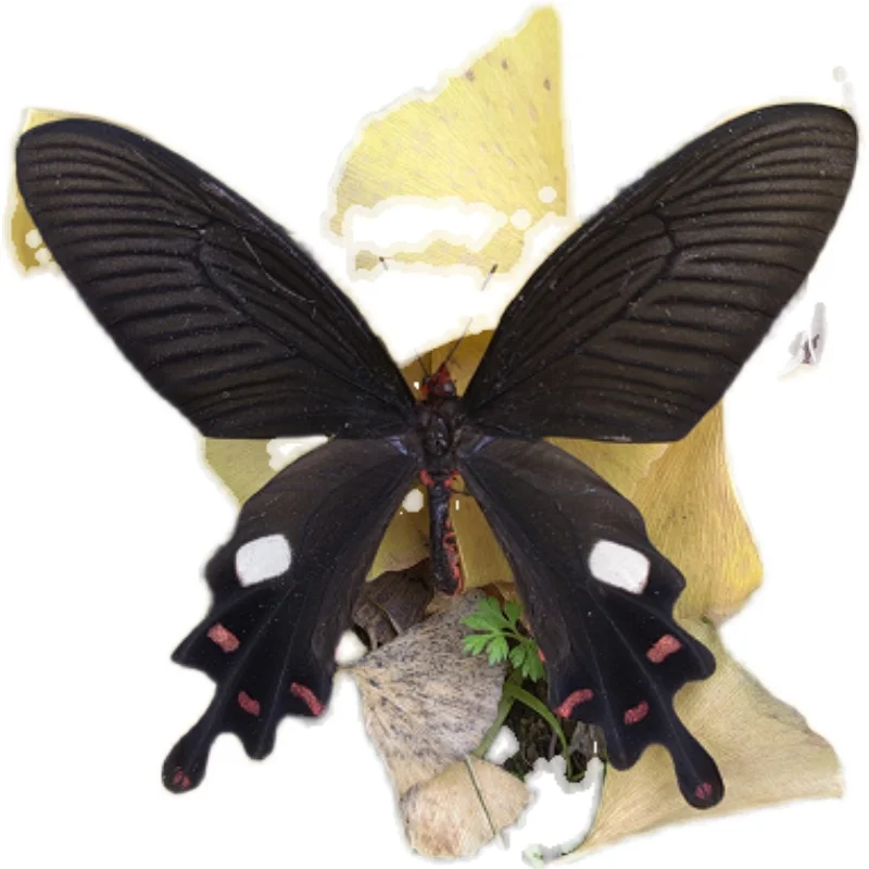 Variegated Papilio Real Butterfly Specimen Kindergarten Teaching Hobby Collection DIY Crafts Home Dec christmas decorations
Variegated Papilio Real Butterfly Specimen Kindergarten Teaching Hobby Collection DIY Crafts Home Dec christmas decorations