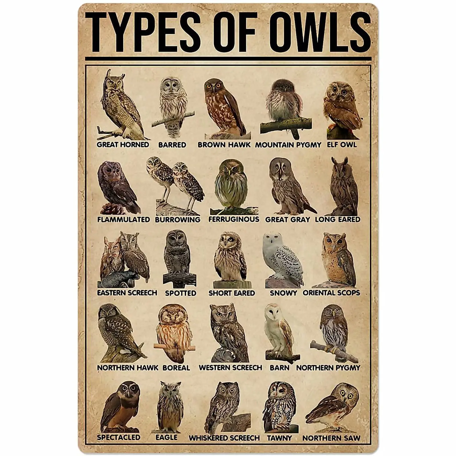 Veidsuh Types of Owls Metal Tin Sign Poster School Club Home Kitchen Cafe Garage Plaque Wall
Veidsuh Types of Owls Metal Tin Sign Poster School Club Home Kitchen Cafe Garage Plaque Wall