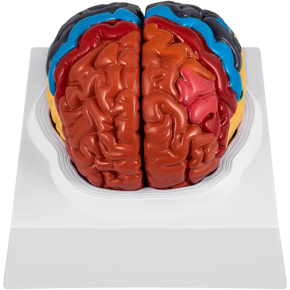Human Brain Model Anatomy 2 Part Brain Model Color Coding with Display Base Brain Teaching Anatomy Science Classroom
Human Brain Model Anatomy 2 Part Brain Model Color Coding with Display Base Brain Teaching Anatomy Science Classroom