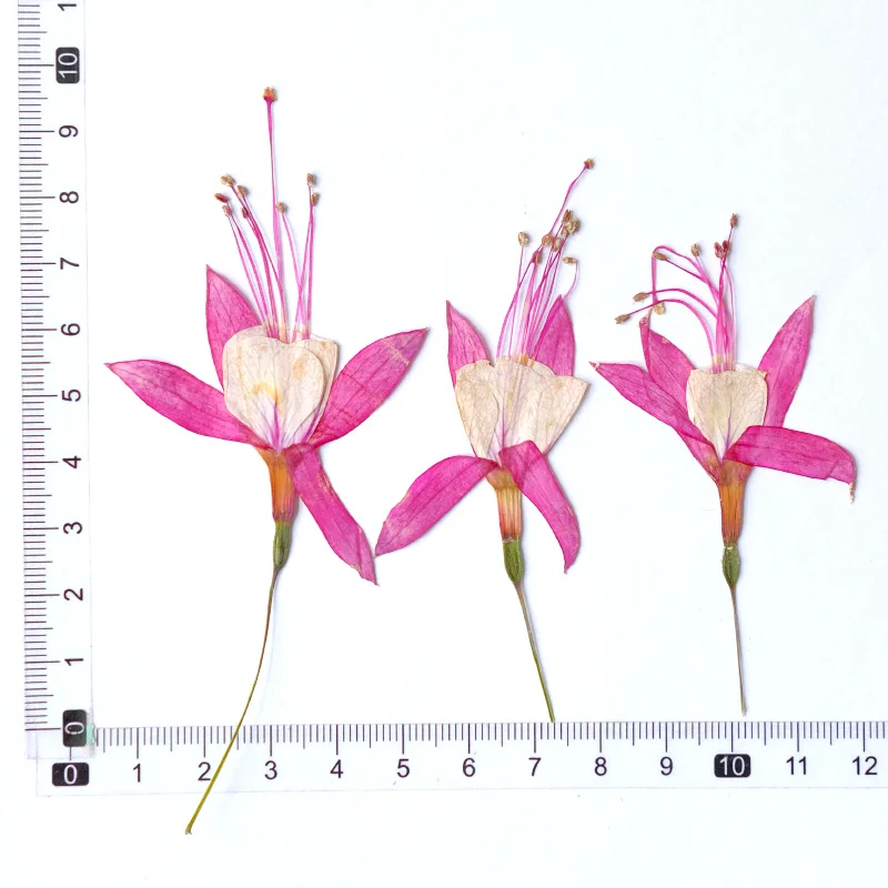 Набор из 12 декоративных закладок-фонарей NYAConfetti
Набор из 12 декоративных закладок-фонарей NYAConfetti