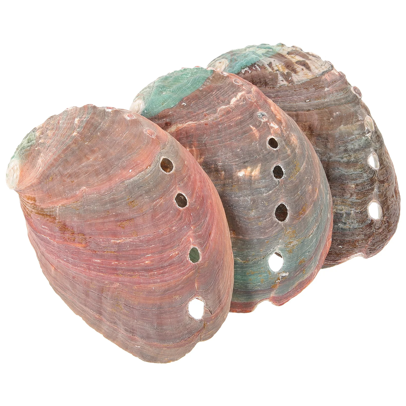3 Pcs Fish Aquarium Kit Natural Shell Decor Smudge Bowl Tableware Holder Abalone Decoration Home
3 Pcs Fish Aquarium Kit Natural Shell Decor Smudge Bowl Tableware Holder Abalone Decoration Home
