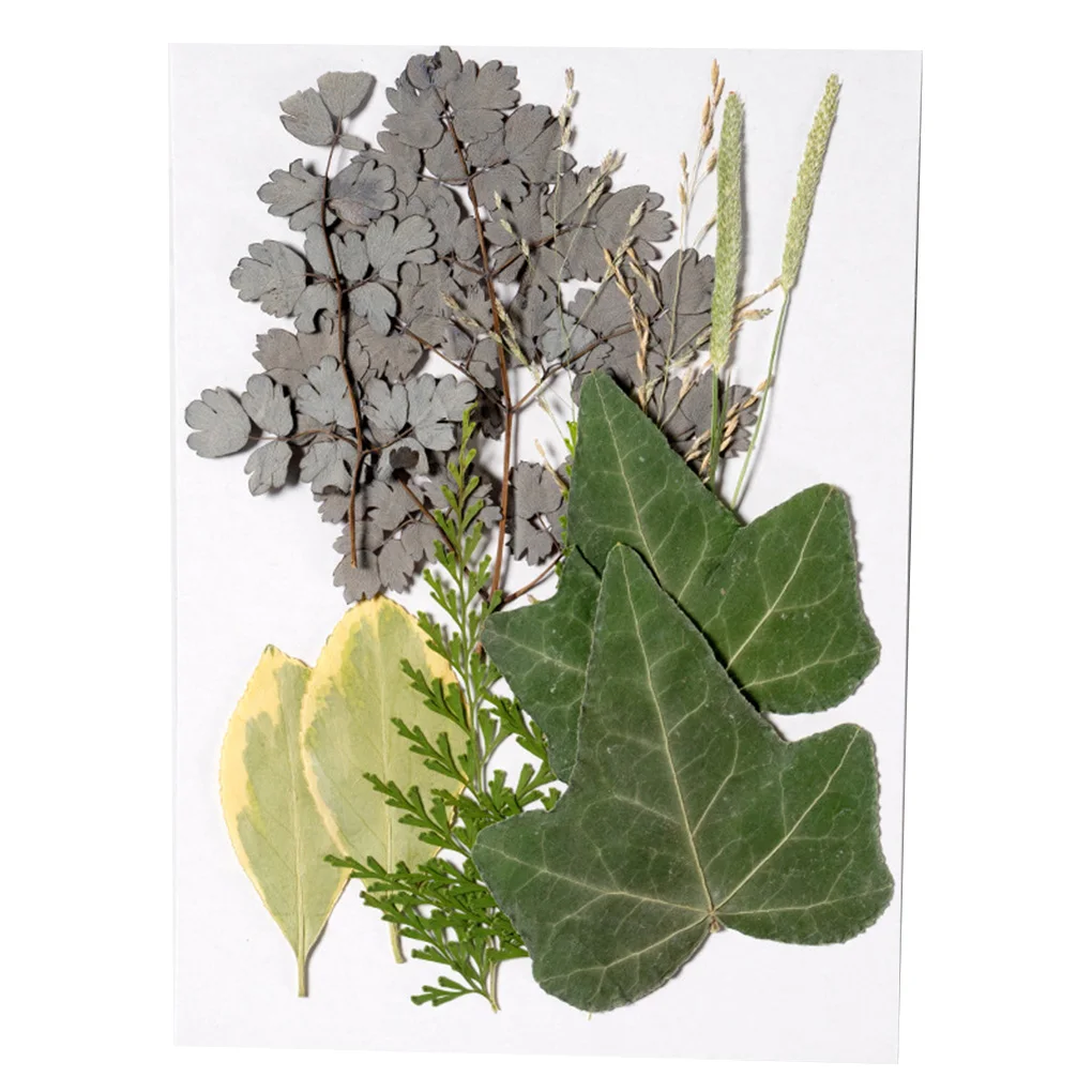 Natural Dried Leaf DIY Embossed Crafts Pressed Leaves Beauty Decoration Decorative Postcard for Wedding Cards Resin Candle
Natural Dried Leaf DIY Embossed Crafts Pressed Leaves Beauty Decoration Decorative Postcard for Wedding Cards Resin Candle