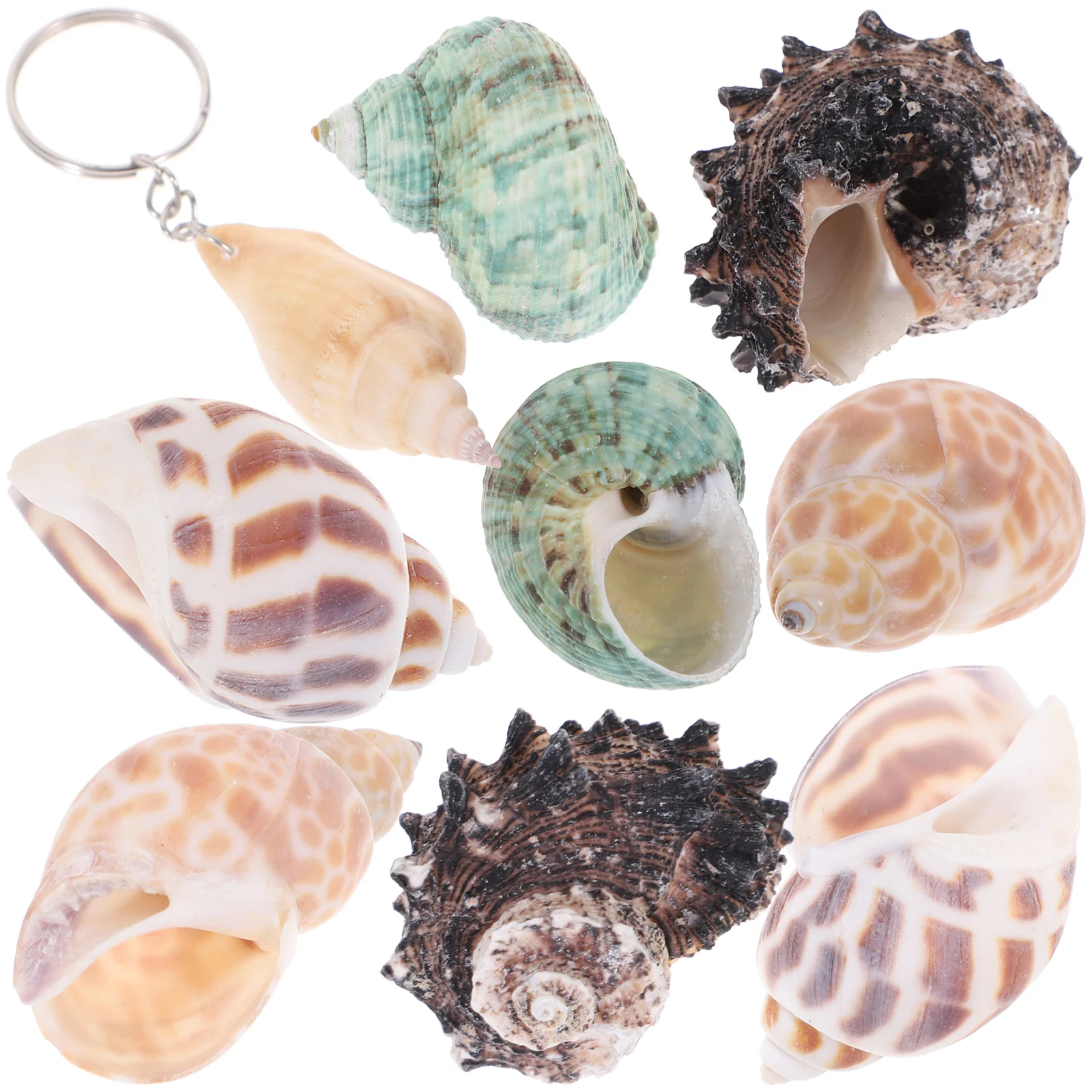 Hermit Conch Crab Shells Fish Tank Natural Shell Aquarium Ocean Seashell Largeornament House Statues Decoration Collectors
Hermit Conch Crab Shells Fish Tank Natural Shell Aquarium Ocean Seashell Largeornament House Statues Decoration Collectors