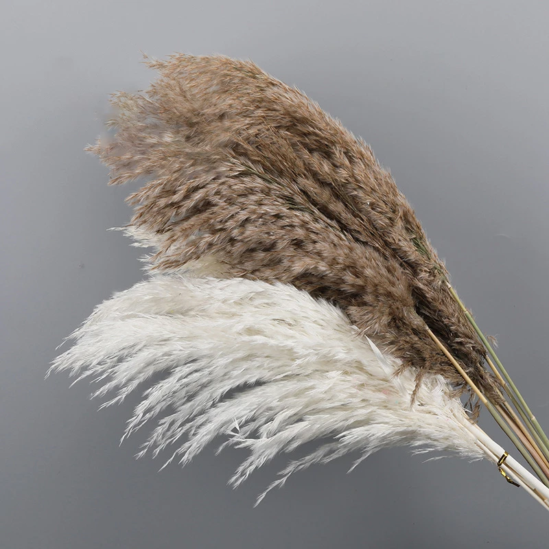 5Pcs Bulrush Natural Dried Small Pampas Grass Phragmites Artificial Plants Wedding Fall Home Decor Dried Flower Bouquet
5Pcs Bulrush Natural Dried Small Pampas Grass Phragmites Artificial Plants Wedding Fall Home Decor Dried Flower Bouquet