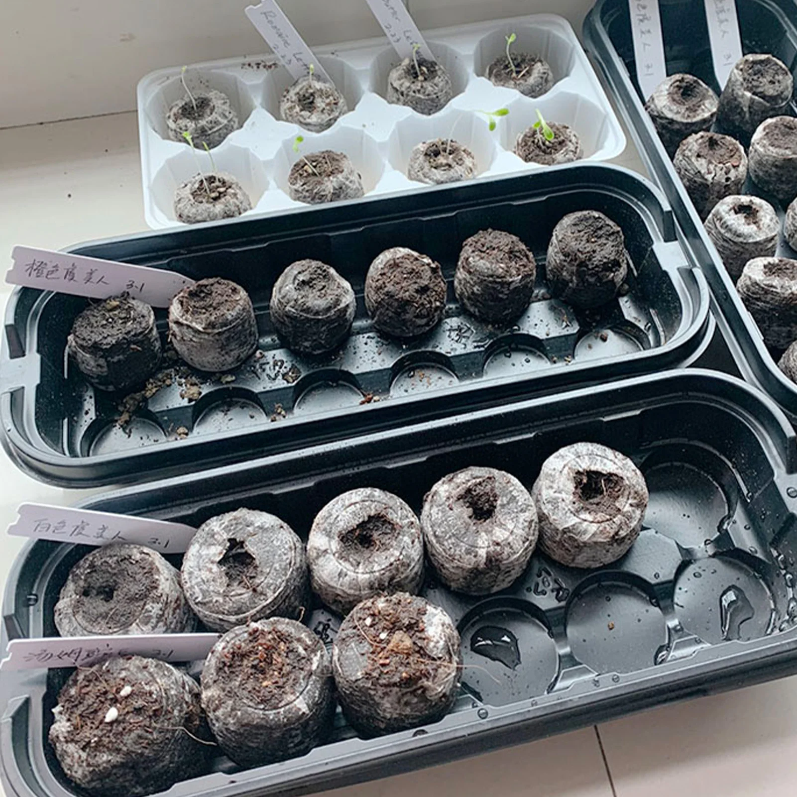 12Pcs/box Seed Starter Box Mini Greenhouse Germination Kit For Seeds Growing With 12 30mm Peat Pellets Seeding Box
12Pcs/box Seed Starter Box Mini Greenhouse Germination Kit For Seeds Growing With 12 30mm Peat Pellets Seeding Box