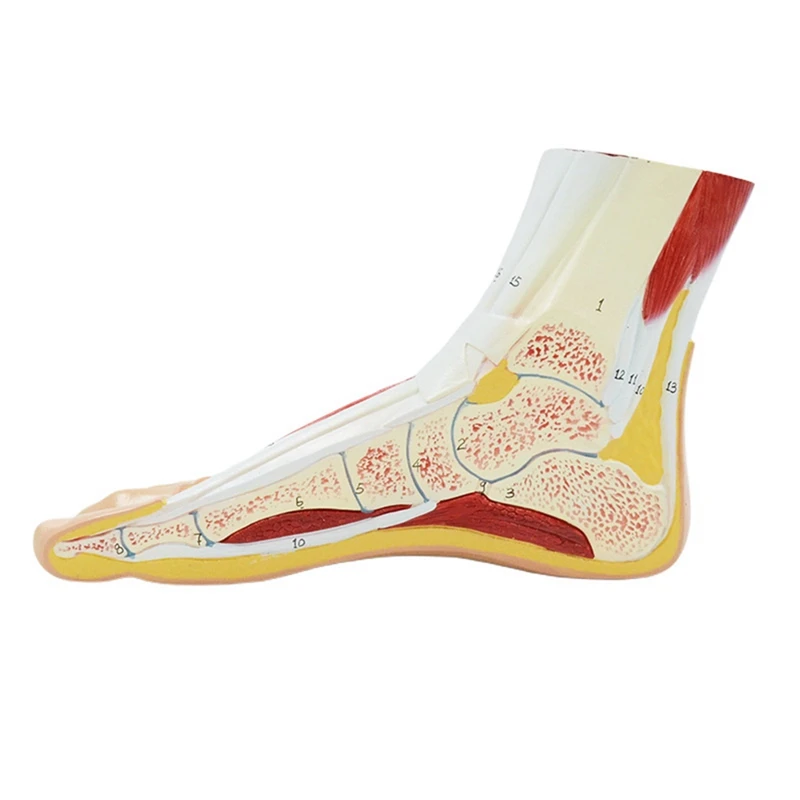 Human Body 1:1 Right Foot Cutaway Model Foot Anatomical Model With Digital Signs For Teaching Display 
Human Body 1:1 Right Foot Cutaway Model Foot Anatomical Model With Digital Signs For Teaching Display