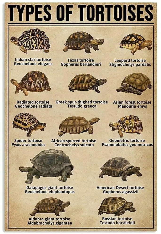 Metal Tin Sign Turtle Knowledge Poster Infographic School Education Farm Family Club Wall Decoration Plaque 12x8 inches
Metal Tin Sign Turtle Knowledge Poster Infographic School Education Farm Family Club Wall Decoration Plaque 12x8 inches