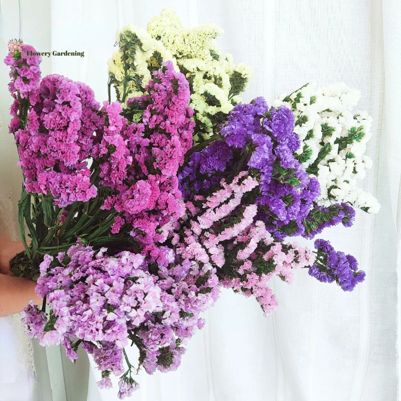 100g Natural Forget Me Not Dried Flowers Wedding Christmas Party Decoration Lover Pampas Grass Preserved Bouquet for Home Decor
100g Natural Forget Me Not Dried Flowers Wedding Christmas Party Decoration Lover Pampas Grass Preserved Bouquet for Home Decor