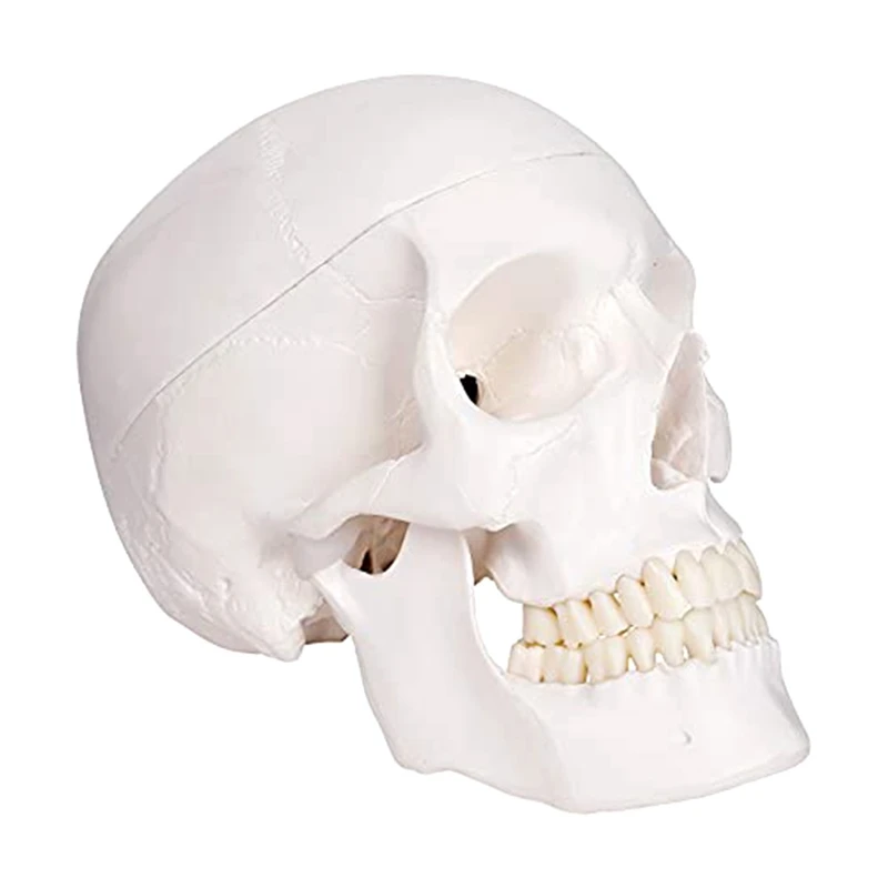 Human Scull Model, Life Size Anatomy Anatomical Adult Model With Removable Scull Cap And Articulated Mandible
Human Scull Model, Life Size Anatomy Anatomical Adult Model With Removable Scull Cap And Articulated Mandible