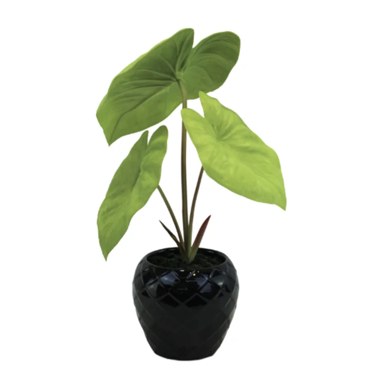 High Quality Hot Sale PU Simulation Identical Artificia Lalocasia Alocasia Odora Artificial Plant To Natural Lifelike Bonsai
High Quality Hot Sale PU Simulation Identical Artificia Lalocasia Alocasia Odora Artificial Plant To Natural Lifelike Bonsai