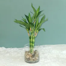 New 40cm rFtificial Lucky Bamboo Succulent Fake Plant Flower Green Potted Garden Outdoor Dining Table Fish Tank Home Decoration