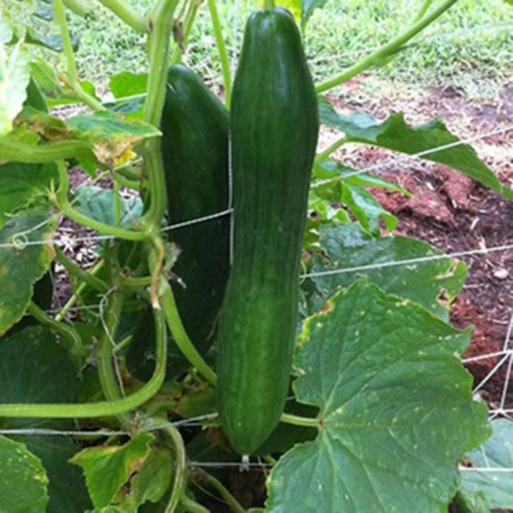 High Quality Brand New Plants Climbing Net Cucumber Net Durable Easy Installation Easy To Use Multi-functional
High Quality Brand New Plants Climbing Net Cucumber Net Durable Easy Installation Easy To Use Multi-functional