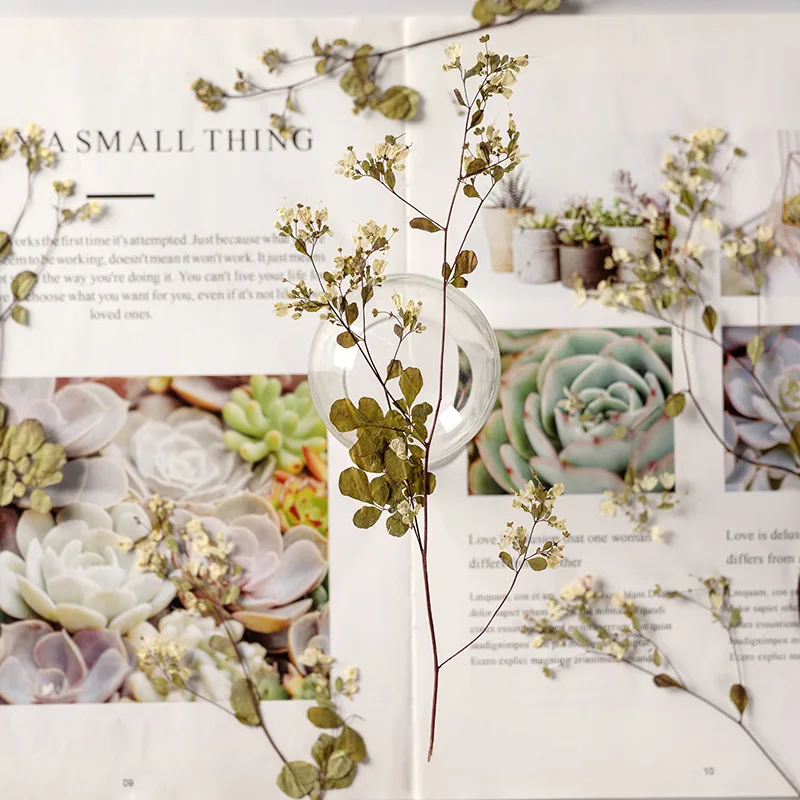 Pressed Dried Thalictrum Flower Dry Plants Necklace Making Craft DIY Accessories Artificial Flower Decoration 12Pcs
Pressed Dried Thalictrum Flower Dry Plants Necklace Making Craft DIY Accessories Artificial Flower Decoration 12Pcs