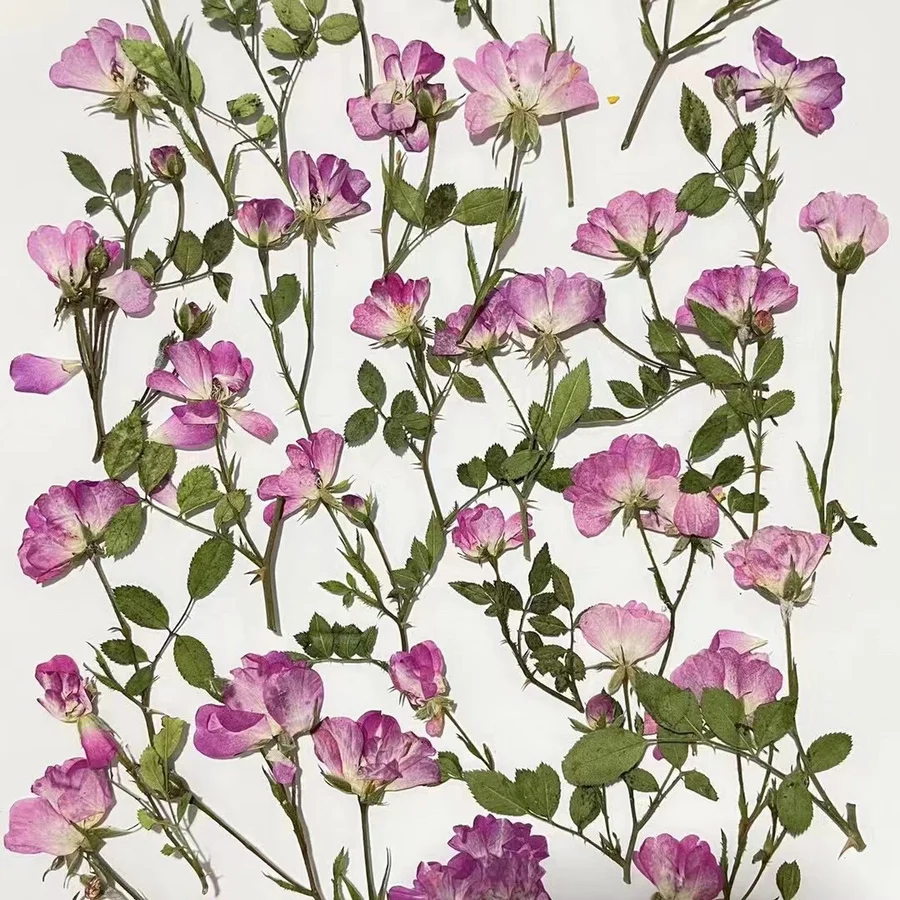 60pcs Dried Side Pressed Natural Rose Flower Stalk Plant Herbarium For Jewelry Bookmark Postcard Phone Case Invitation Card DIY
60pcs Dried Side Pressed Natural Rose Flower Stalk Plant Herbarium For Jewelry Bookmark Postcard Phone Case Invitation Card DIY