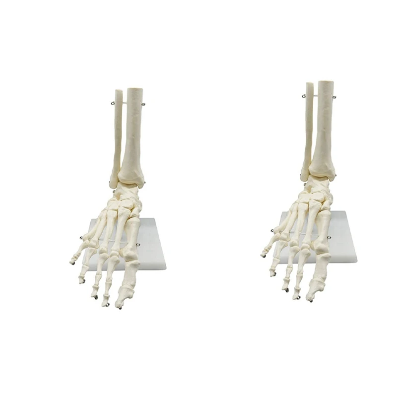 2X 1:1 Human Skeleton Foot Anatomy Model Foot And Ankle With Shank Anatomical Model Anatomy Teaching Resources
2X 1:1 Human Skeleton Foot Anatomy Model Foot And Ankle With Shank Anatomical Model Anatomy Teaching Resources