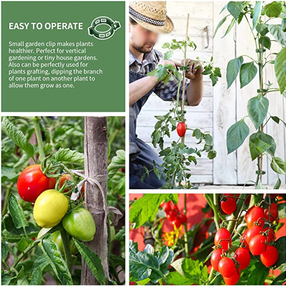 100x Plant Climbing Wall Clips Vine Buckle Hook Ties Trellis Stake Garden Plant Support Clips Veggie Tomato Greenhouse
100x Plant Climbing Wall Clips Vine Buckle Hook Ties Trellis Stake Garden Plant Support Clips Veggie Tomato Greenhouse
