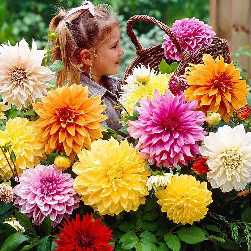 200 Pcs Dahlia Seeds Perennial Flower Seeds for Home & Garden Mixed Colorful Outdoor Plants Bonsai Seeds Bathroom Cabinets
200 Pcs Dahlia Seeds Perennial Flower Seeds for Home & Garden Mixed Colorful Outdoor Plants Bonsai Seeds Bathroom Cabinets
