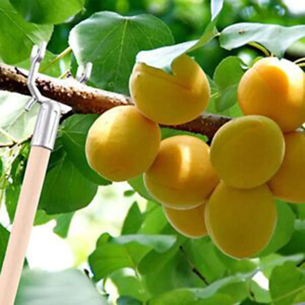 Durable High Quality Branch Support Branches Bracket Plant Branch Support Practical Widely In Fruited Branches
Durable High Quality Branch Support Branches Bracket Plant Branch Support Practical Widely In Fruited Branches