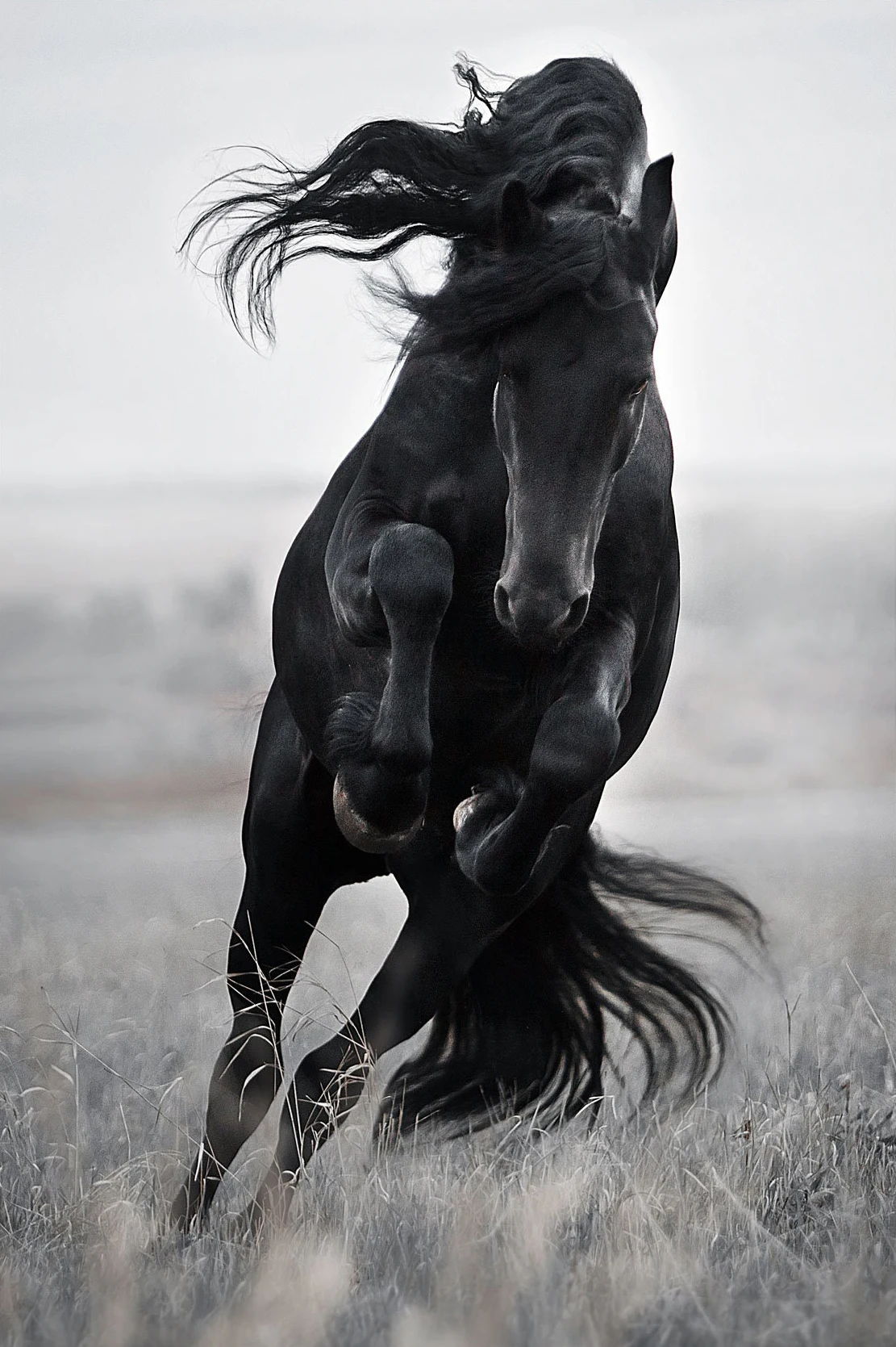 Черно-белый постер с портретом лошади на холсте
Черно-белый постер с портретом лошади на холсте