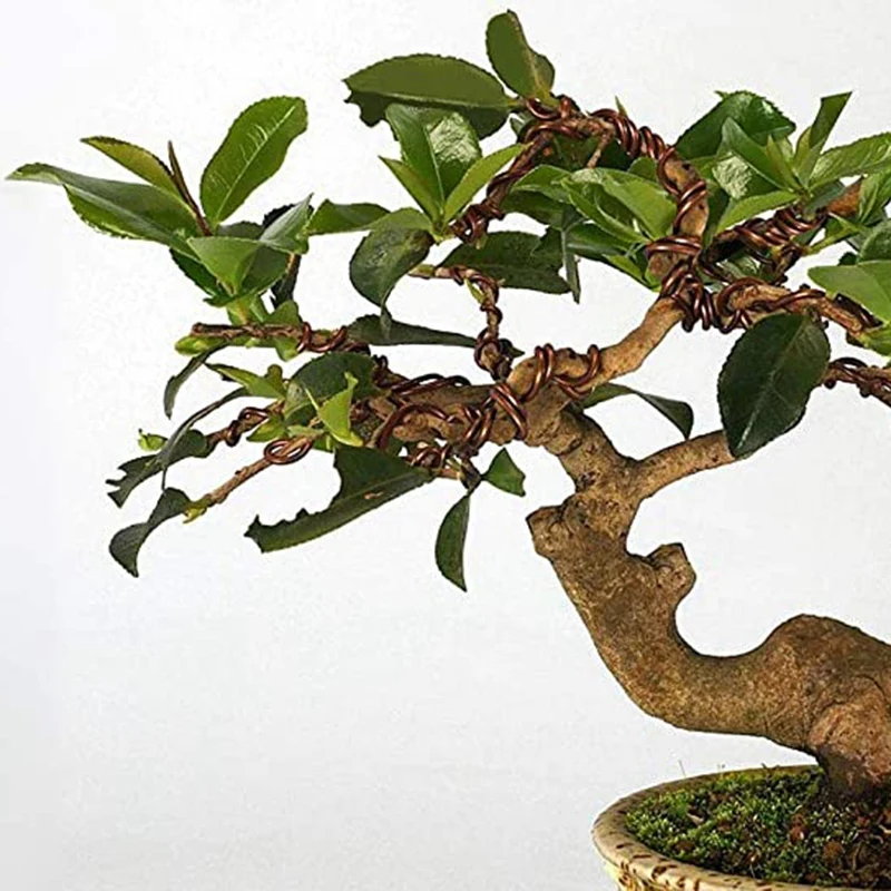 5 Roll Tree Training Bonsai Wire Cutter Anodized Aluminum Wire For Holding Bonsai Branches Small Trunks (Brown)
5 Roll Tree Training Bonsai Wire Cutter Anodized Aluminum Wire For Holding Bonsai Branches Small Trunks (Brown)