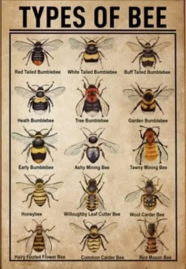 Vintage Bee Knowledge Bee Types Knowledge Bee Lovers Tin Logo Metal Logo Wall Art Campus Farm Wall Decoration
Vintage Bee Knowledge Bee Types Knowledge Bee Lovers Tin Logo Metal Logo Wall Art Campus Farm Wall Decoration
