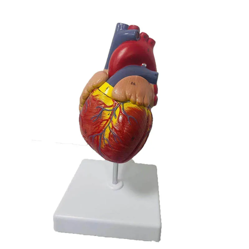 1:1 Lifesize человеческого сердца анатомическая модель медицинская наука Обучающие