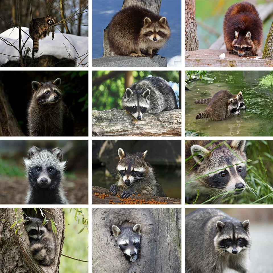 DIY 5D Diamond Painting Animal Raccoon Rhinestone Art Picture Full Diamond Embroidery Mosaic Gift Home Decor Cross Stitch Kit
DIY 5D Diamond Painting Animal Raccoon Rhinestone Art Picture Full Diamond Embroidery Mosaic Gift Home Decor Cross Stitch Kit