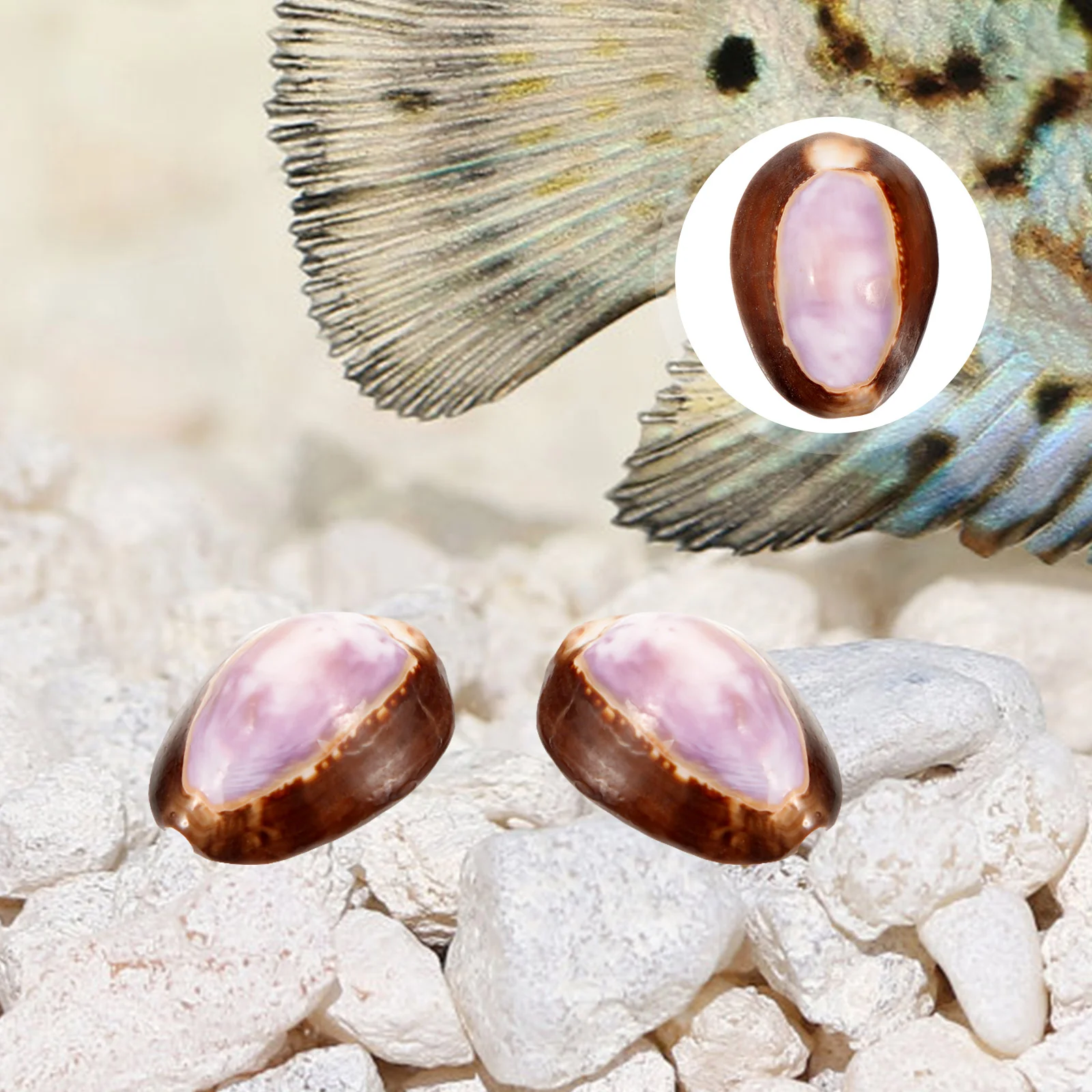 2pcs Natural Conch Craft Conch Decor Exquisite Shell Decor Aquarium Conch Adorn Shell Craft
2pcs Natural Conch Craft Conch Decor Exquisite Shell Decor Aquarium Conch Adorn Shell Craft